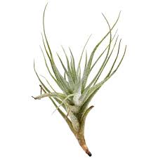 Image result for Heteromorpha