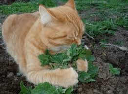 Although, cucumbers are mostly water, they are still pretty nutritious. Can Cats Eat Lettuce Must Read Pawsome Kitty