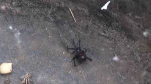 The black widow spider is a large widow spider found throughout the world and commonly associated with urban habitats or agricultural areas. Black Widow Spider Black Widow Description Black Widow Bite Desertusa