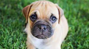 The chihuahua pug mix is a small, but spunky designer dog that is becoming increasingly popular. Chug Dog Breed Information The Chihuahua Pug Mix