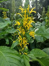 Image result for Justicia