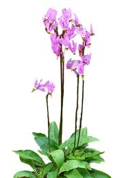 Image result for Vernonia amblyolepis