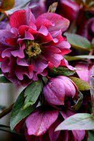 It is an aromatic perennial flowering plant that has the height around 80 cm. 47 Flowers That Start With H Ideas Flowers Planting Flowers Love Flowers