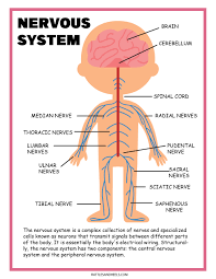 The cns is the site for processing the information. Free Science Worksheets The Nervous System Adanna Dill