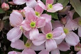 This protects the stem bases from mechanical damage, and helps prevent clematis wilt, whose fungus enters where there's damage. Clematis Montana Mayleen Clematis Montana Mayleen Growing Planting Caring