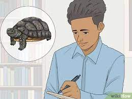 How To Tell The Age Of A Tortoise 12 Steps With Pictures