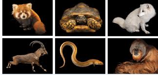 L'ampleur de la catastrophe est telle que le. 1 Especes Animales Eteintes Ou En Voie De Disparition De Gauche A Download Scientific Diagram