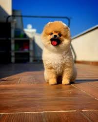 Bahçede köpek bakımı konusunda bilinmesi gerekenler. Evde Bahcede Uyumlu Suskopegi Pomeranya Kopek Tilki