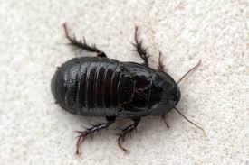 D où vient les blattes. Cafards Noirs Tout Ce Que Vous Devez Savoir Sur Eux