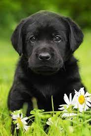 Black Lab A Complete Guide To The Black Labrador Retriever