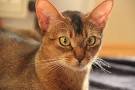 Most Playful Cat Breeds: Great List to Choose From