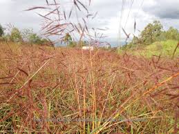 Image result for Capillipedium