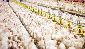 6 Kerugian Dan Keuntungan Ternak Ayam Broiler Sistem Kemitraan