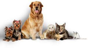 We did not find results for: Moorholme Pet Transport