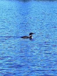 Image result for Lintonia