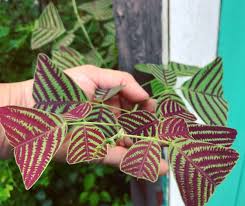 Image result for Fuirena obcordata