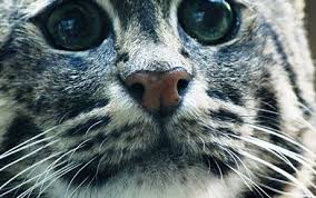Kedi Alerjisi Nasil Anlasilir Ne Nerede Ne Zaman Nicin Kedi