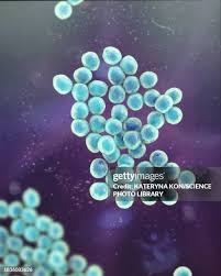 Image result for Staphylococcus Saprophyticus