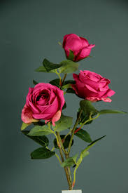Rosa Silvia X 3 Fuxia