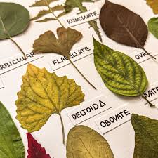 Image result for leaf shape obovate