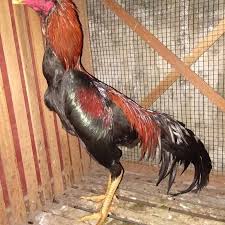 Peternak ayam bangkok ngampel papar kediri kediri, jawa timur : Peternakan Ayam Bangkok Kediri Jawa Timur Tentang Kolam Kandang Ternak