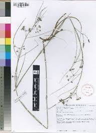 Image result for Aspidoglossum hirundo