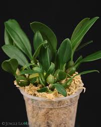 Image result for Bulbophyllum