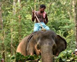 Sun joins Harry Potter's Evanna Lynch ...