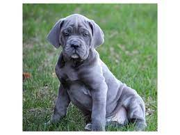 Stoneheart cane corso is not currently accepting new applications for puppies. Cane Corso Dog Male Blue 2079185 Petland Carriage Place