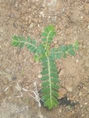 Image result for Phyllanthus odontadenius