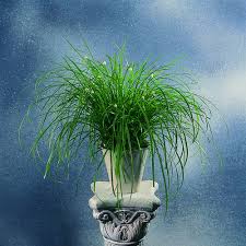 Image result for Kyllinga alba