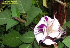 Image result for Datura