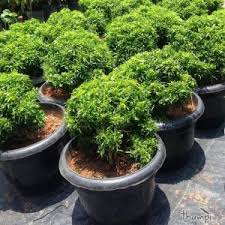 Check spelling or type a new query. Buy Outdoor Plants Online Setgreen Hyderabad