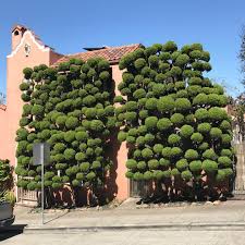 Take a peek at these plants that would make themselves right at home on the pages of a dr. The Dr Seuss Like Topiaries Of San Francisco Photographed By Kelsey Mcclellan Colossal