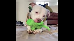 Dog For Adoption Jodie Is Magic A Mixed Breed In New York Ny Petfinder