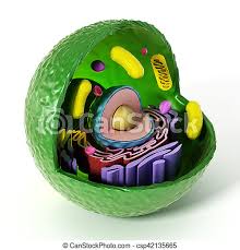 1057 x 792 png 763 кб. Animal Cell Anatomy Isolated On White Background 3d Illustration Canstock