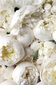 Migliaia di nuove immagini di alta qualità aggiunte ogni giorno. All White Peonies Camillestyles Peonies White Peonies Pretty Flowers