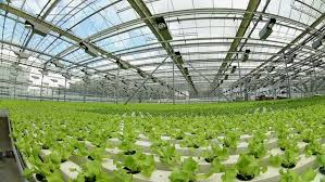 Greenhouse Products And Hydroponic System For Growing Plants And Vegetables In A Nutrient Solution Gestion De Compras
