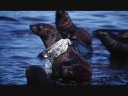 How Plastic Bags Hurt Marine Life Marine Animals Plastic Pollution Ocean Animals