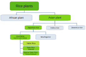 what is sake made from rice sugidama sake blog