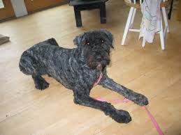 The bouvier des flandres was created in belgium as a multipurpose farm dog who could drive he's smart and can lose interest in mundane training easily, so aim for short and engaging sessions. Bouviers Des Flandres After Gadget Page 3