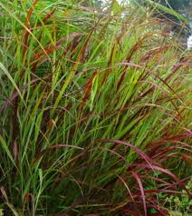 Image result for Panicum