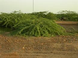 Image result for Halopyrum mucronatum