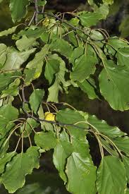 Image result for Hovenia