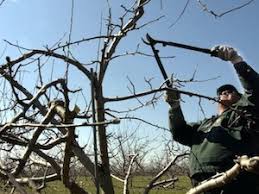 Check spelling or type a new query. How To Prune Old And Neglected Apple Trees