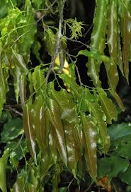 Image result for Monoon longifolium