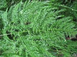 E Species Tropical Seeds Messages Houseplants Seeds Species