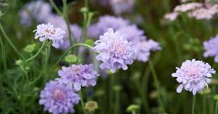 Image result for Scabiosa columbaria