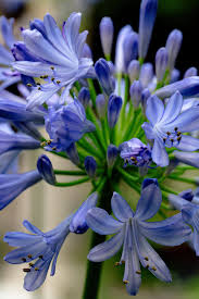 Image result for Agapanthus africanus