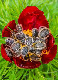 Fiind extinsa pe aproximativ 3.5 hectare, puteai sa admiri de altfel, posturile tv au difuzat de câteva ori la jurnalele de știri reportaje despre bujorii de la zău de câmpie. Unic In Europa Fotografia Zilei In RezervaÈia De Bujori De La Zau De Campie Realitatea De MureÈ